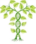 Kibukan DNA Tree